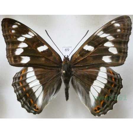 Limenitis populi (Linnaeus, 1758) male Pokłonnik osinowiec Czech69